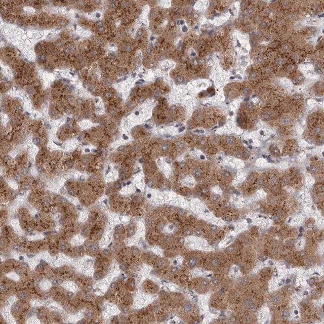 Anti-WDR47 antibody produced in rabbit