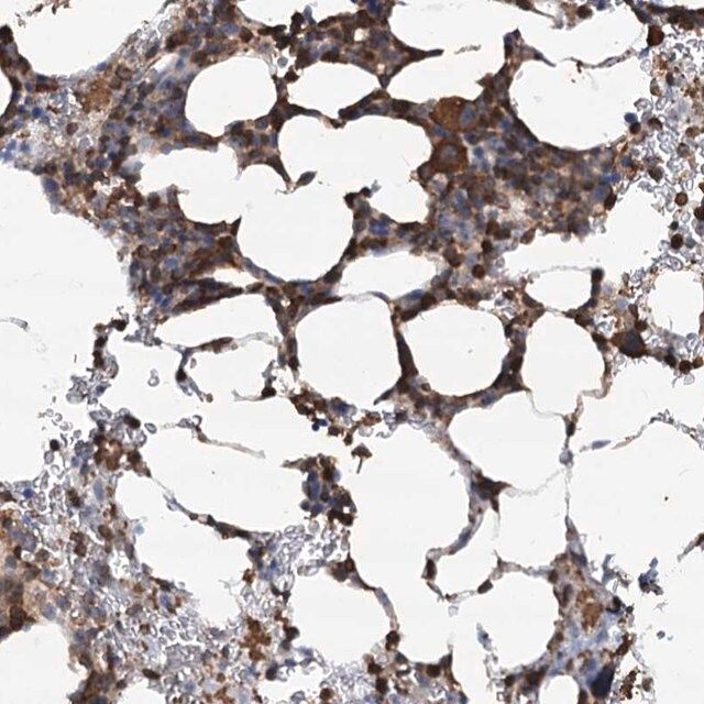 Anti-WDR36 antibody produced in rabbit