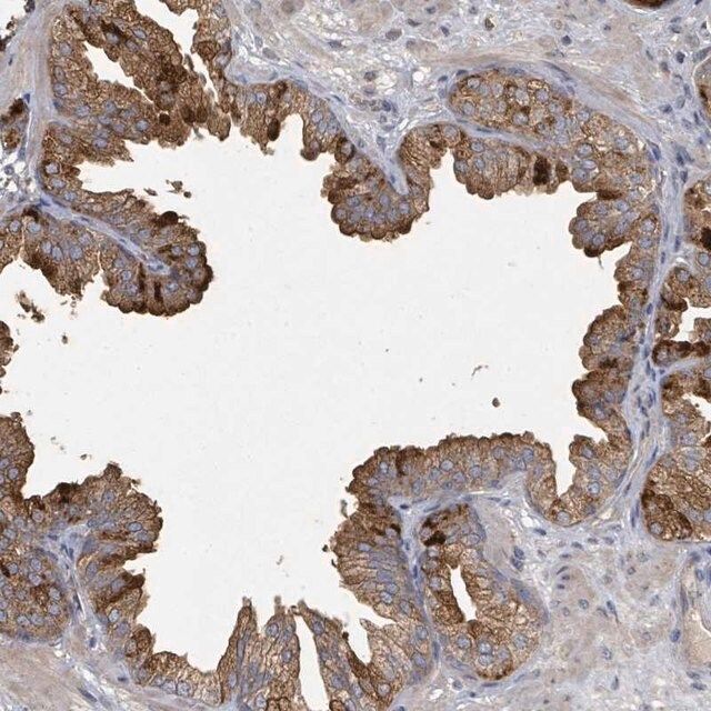 Anti-WDFY1 antibody produced in rabbit
