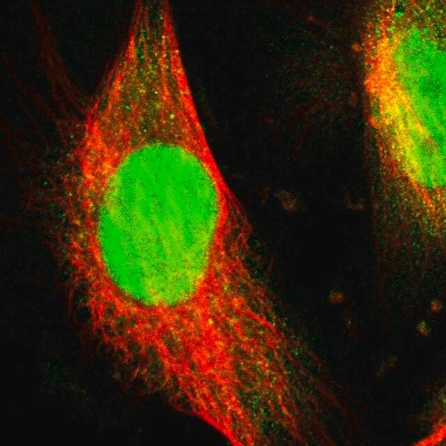 Anti-WDR4 antibody produced in rabbit