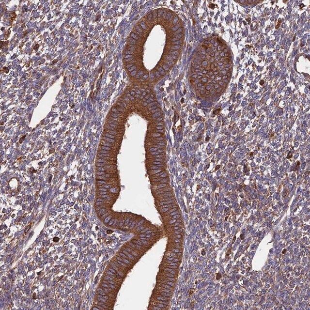 Anti-WDR1 antibody produced in rabbit