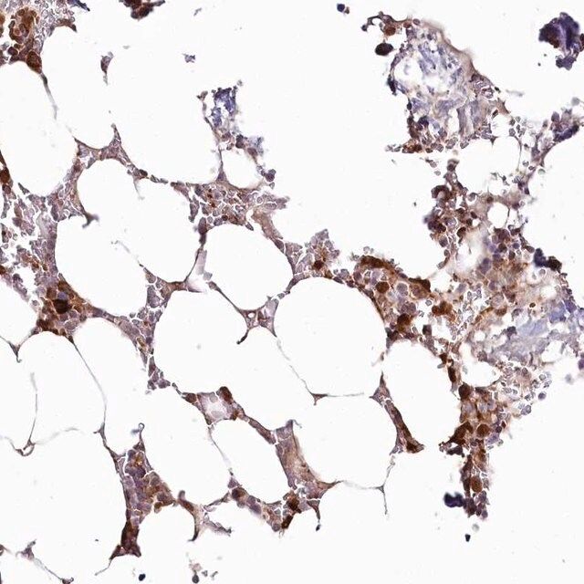 Anti-WDR36 antibody produced in rabbit