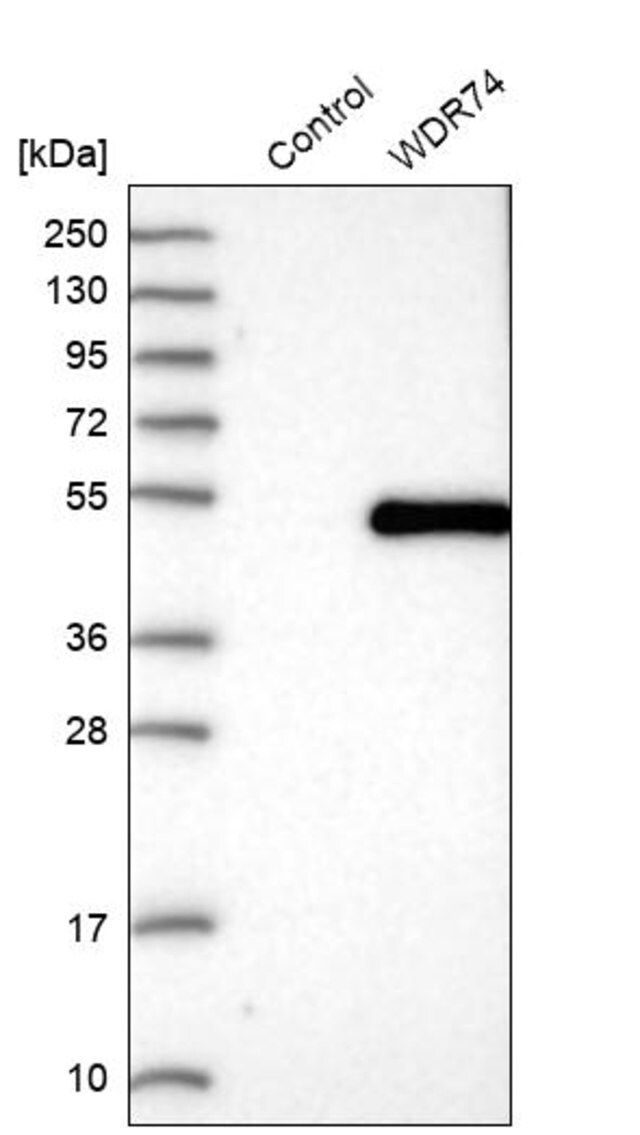 Anti-WDR74 antibody produced in rabbit