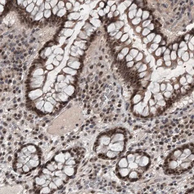 Anti-WDR33 antibody produced in rabbit