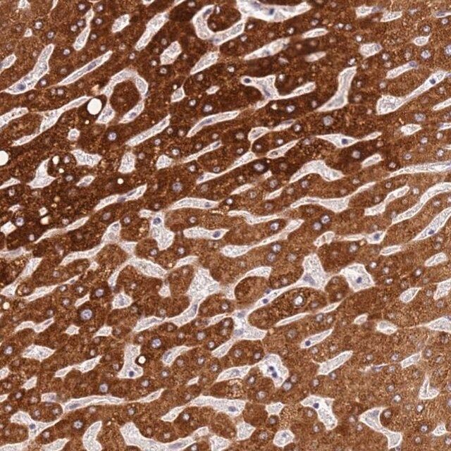 Anti-WDR93 antibody produced in rabbit