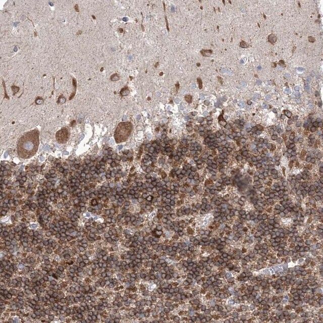 Anti-WDR27 antibody produced in rabbit