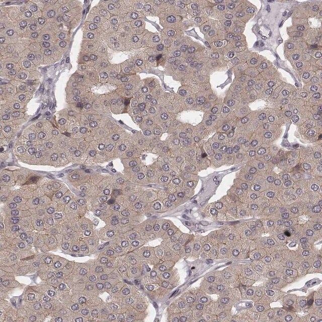 Anti-WDR59 antibody produced in rabbit