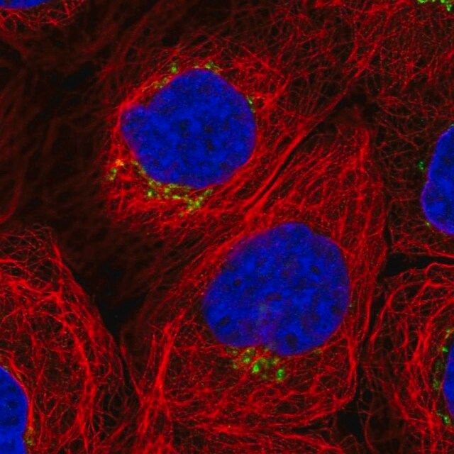 Anti-WDR44 antibody produced in rabbit