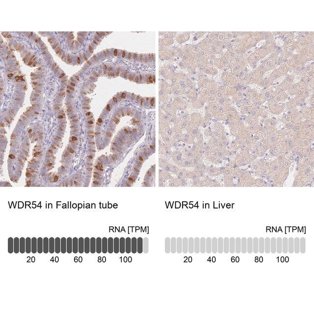 Anti-WDR54 antibody produced in rabbit