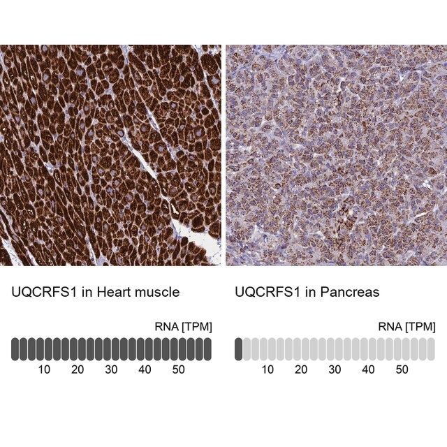 Anti-UQCRFS1 antibody produced in rabbit