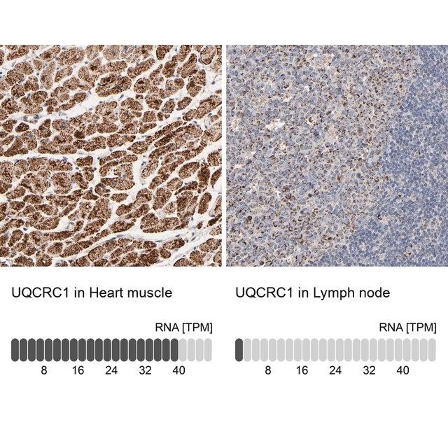 Anti-UQCRC1 antibody produced in rabbit