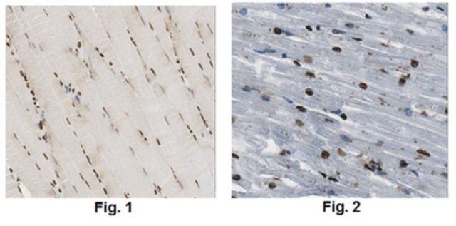 Anti-Uracil-DNA glycosylase Antibody, clone 8G10.1