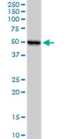 Anti-UQCRC1 antibody produced in rabbit