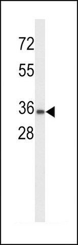 ANTI-UPK1A (C-TERM) antibody produced in rabbit