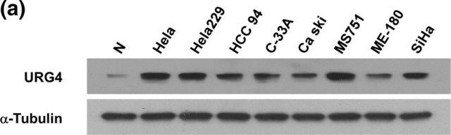 Anti-URGCP antibody produced in rabbit