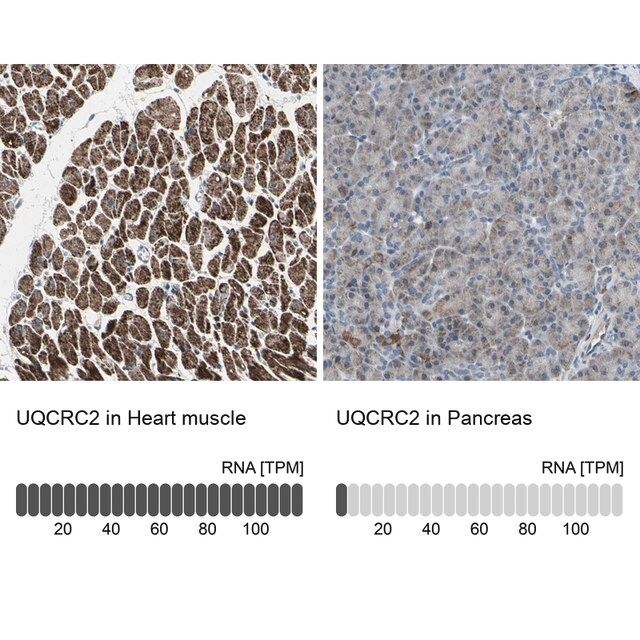 Anti-UQCRC2 antibody produced in rabbit