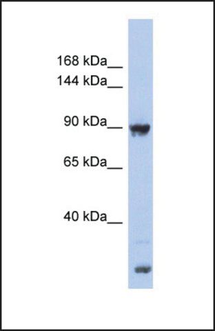 Anti-URG4 antibody produced in rabbit