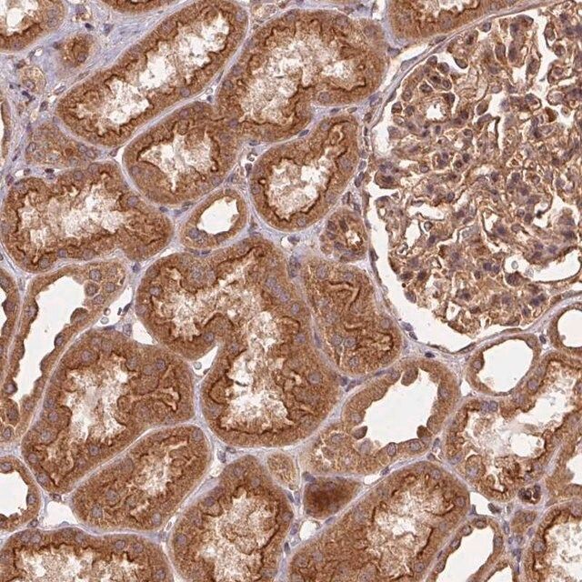 Anti-USE1 antibody produced in rabbit