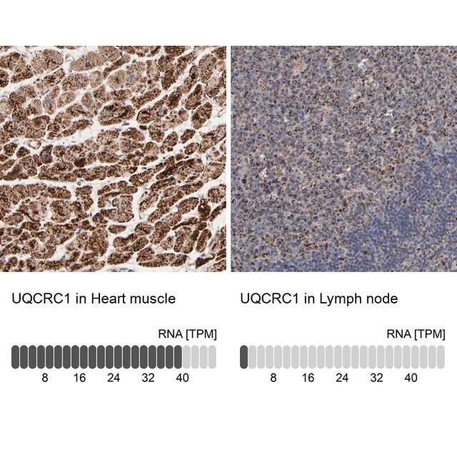 Anti-UQCRC1 antibody produced in rabbit
