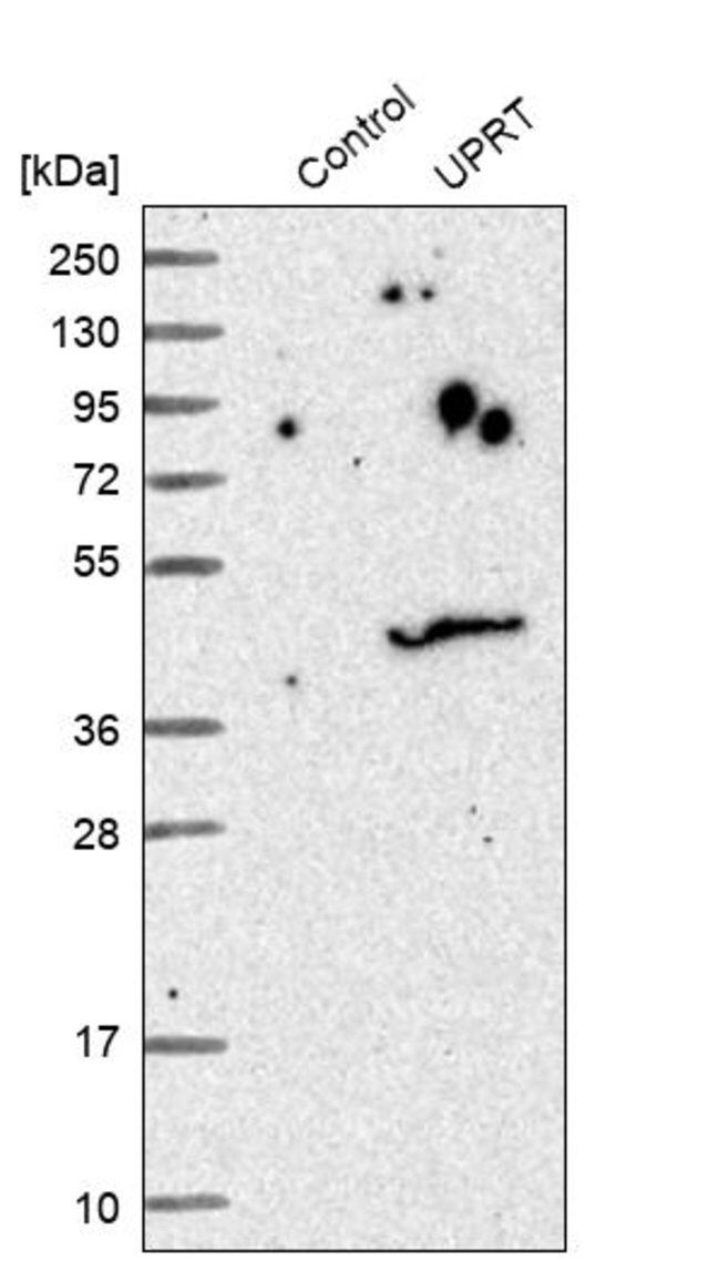 Anti-UPRT antibody produced in rabbit