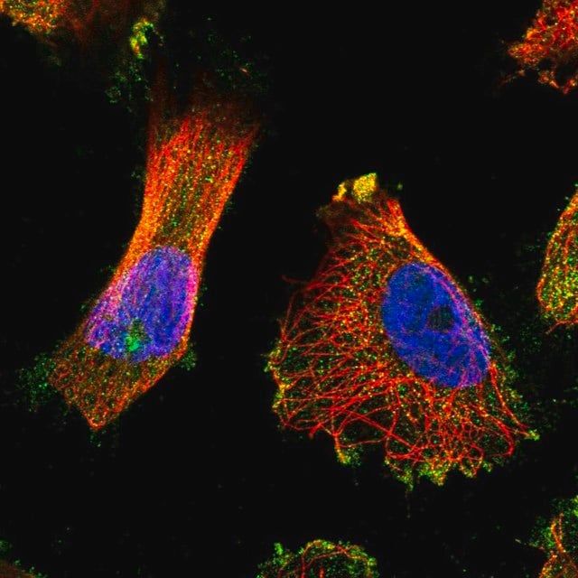 Anti-TUBGCP5 antibody produced in rabbit