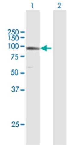 Anti-TUBGCP3 antibody produced in mouse