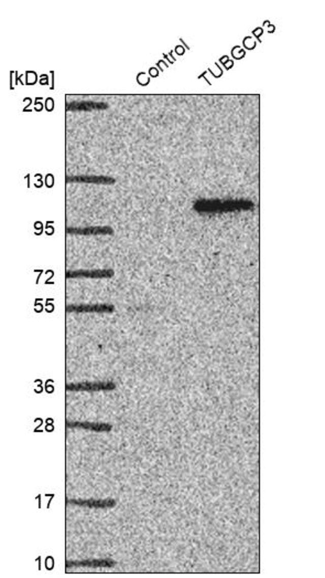 Anti-TUBGCP3 antibody produced in rabbit