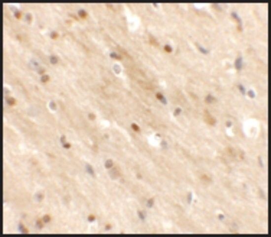 Anti-TMEM59L antibody produced in rabbit