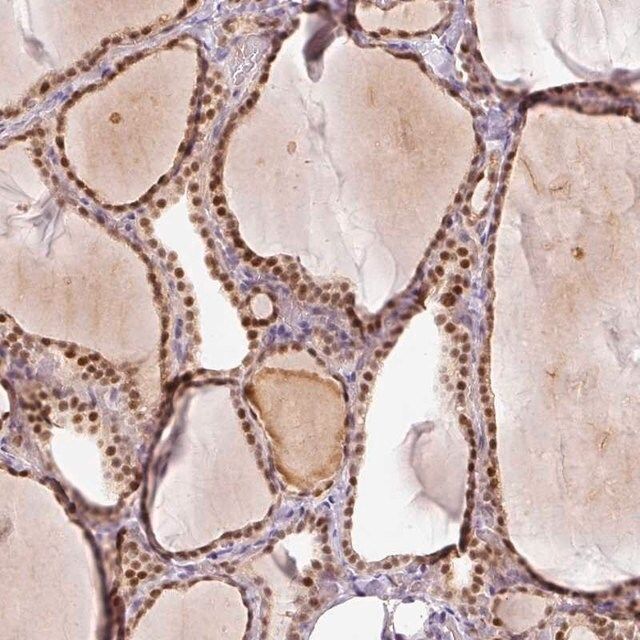 Anti-TOGARAM1 antibody produced in rabbit