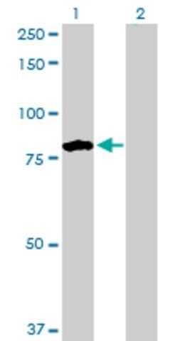 Anti-TNXB antibody produced in rabbit