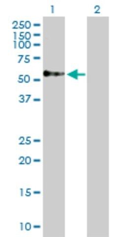 Anti-TOM1 antibody produced in rabbit
