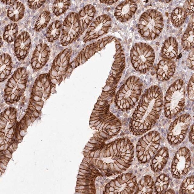 Anti-TOGARAM2 antibody produced in rabbit