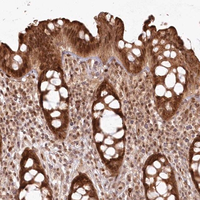 Anti-TOGARAM2 antibody produced in rabbit