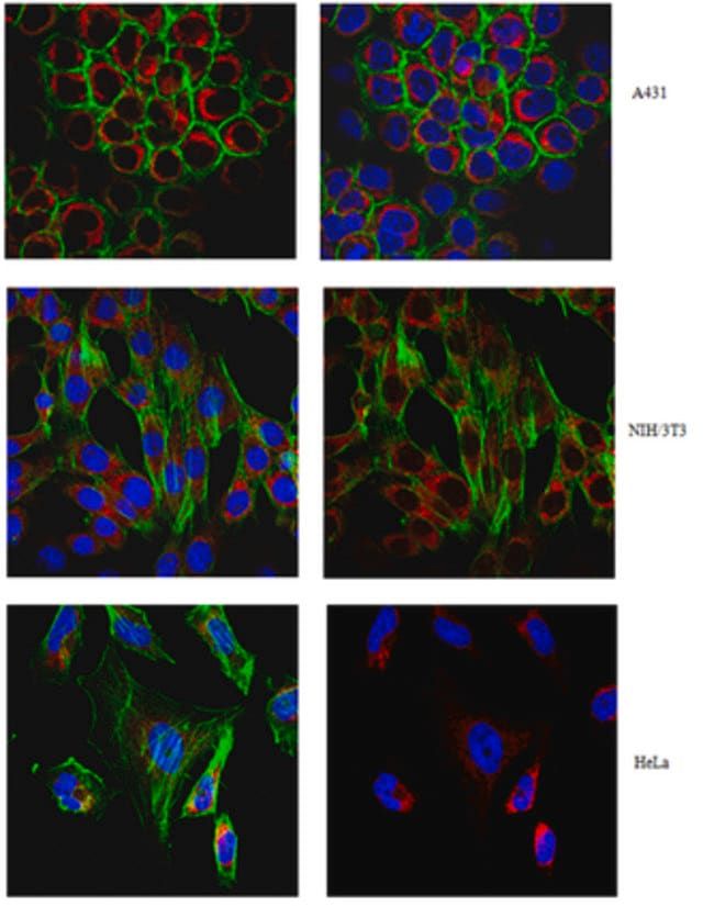 Anti-Tom20/Tomm20 Antibody, clone 2F8.1