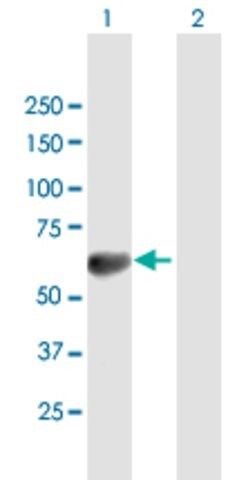 Anti-TOM1 antibody produced in mouse