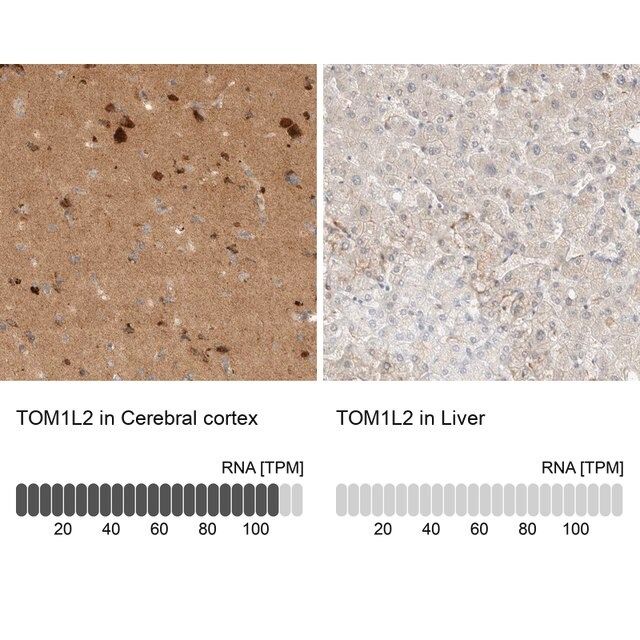 Anti-TOM1L2 antibody produced in rabbit