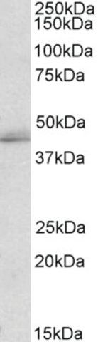 Anti-TIAL1 antibody produced in goat