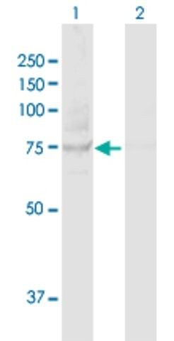 Anti-TBK1 antibody produced in rabbit