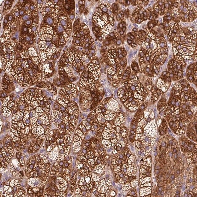 Anti-TBC1D4 antibody produced in rabbit