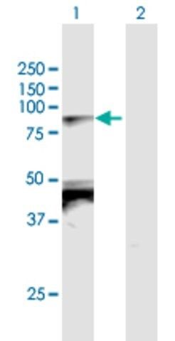 Anti-TBX2 antibody produced in mouse