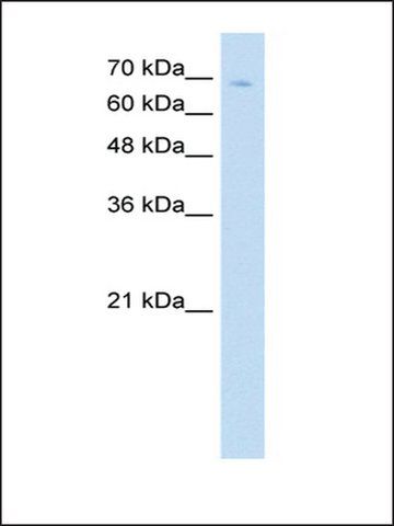 Anti-TCF25 antibody produced in rabbit