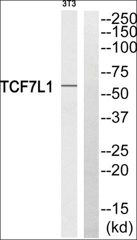 Anti-TCF7L1 antibody produced in rabbit