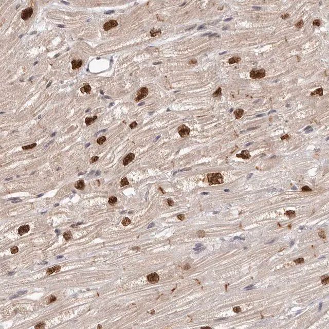 Anti-TBX5 antibody produced in rabbit