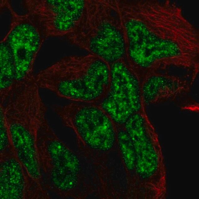 Anti-TCF15 antibody produced in rabbit