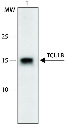Anti-TCL1B (42-55) antibody produced in rabbit