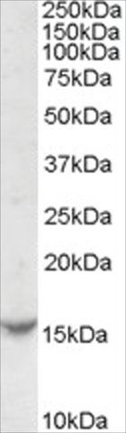 Anti-TCL1A antibody produced in goat