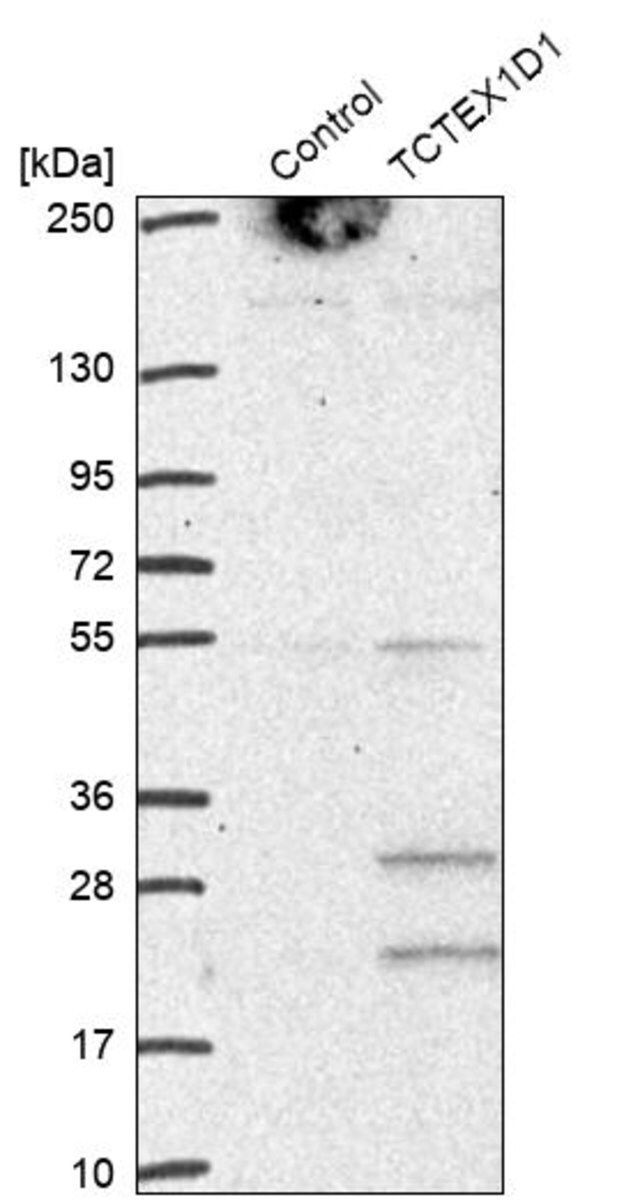 Anti-TCTEX1D1 antibody produced in rabbit