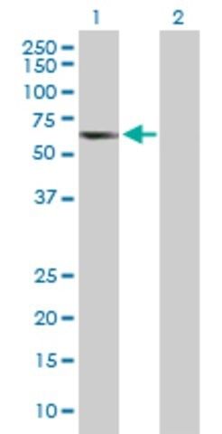 Anti-TCP11 antibody produced in mouse