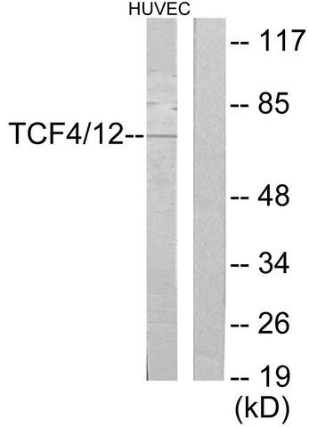 Anti-TCF4, C-Terminal antibody produced in rabbit