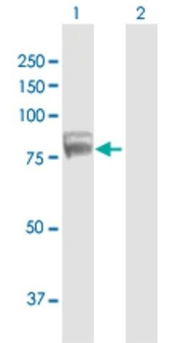 Anti-TDRD3 antibody produced in mouse